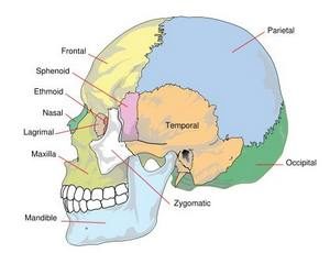 cranials