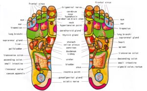 Reflexilogy chart