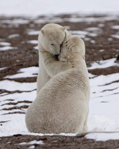 bear hug